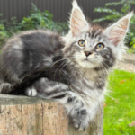 What You Need to Know Before Adopting a Trendy Pet Breed (and Why It’s More Than Just a Look)