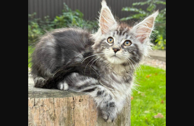 What You Need to Know Before Adopting a Trendy Pet Breed (and Why It’s More Than Just a Look)